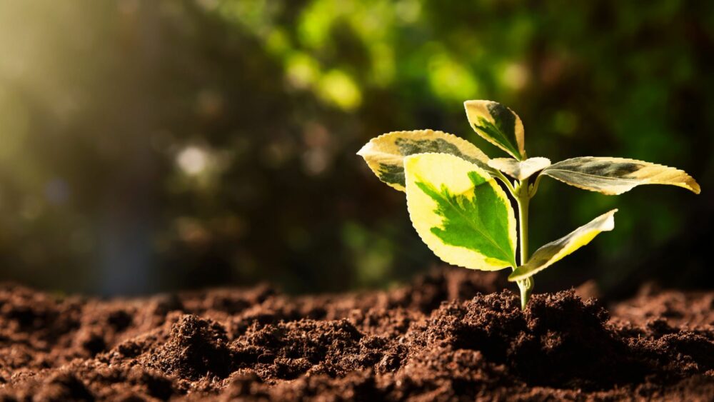 Plant sprouting from the earth, the start of a sustainability journey